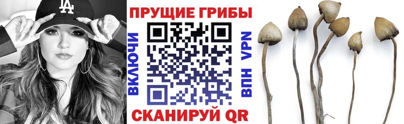 цена   Вышний Волочёк  Псилоцибиновые грибы Psilocybine cubensis 